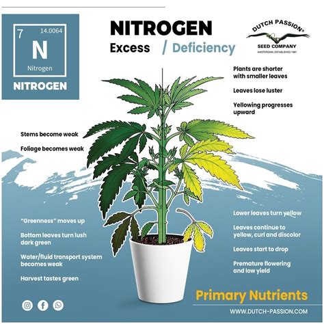 Best Cannabis Nutrients and Feeding Schedule | Dutch Passion