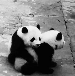 Panda Bear GIFs - Find & Share on GIPHY