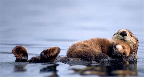 A female sea otter floats with a newborn pup resting on her chest in ...