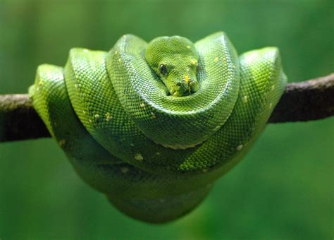 Green Tree Python Free Photo Download | FreeImages