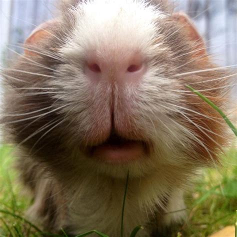 Top 25 ideas about Guinea Pig Paradise on Pinterest | Cavy, Birthday ...