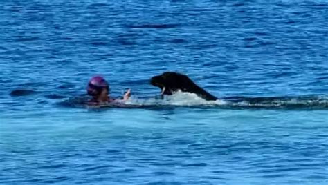 WATCH: Woman Swimming in Honolulu Attacked By Nursing Monk Seal