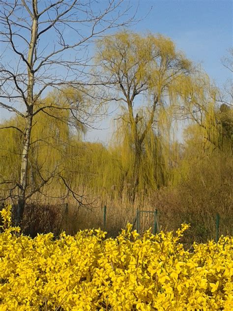 day 20..the trees are coming into leaf | Willow tree, Tree, Bloom