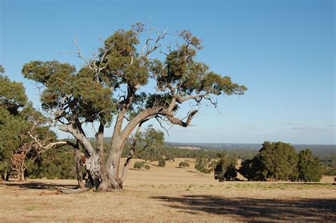 WA Zoologist: The Importance of Remnant Bushland