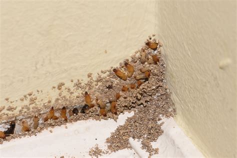 signs of termite infestation photos – Dewsp