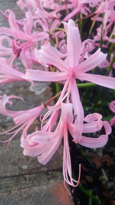 Nerine bowdenii Planting Bulbs, Planting Flowers, Pink Flowers ...