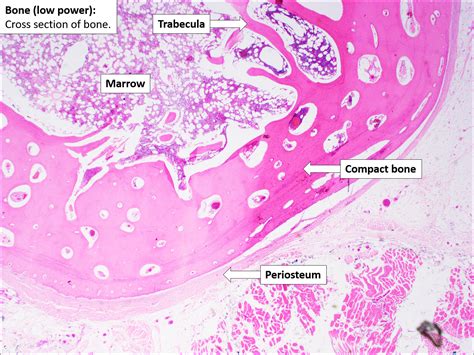 Bone – Normal Histology – NUS Pathweb :: NUS Pathweb