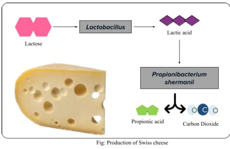 Name a microbe used for the production of Swiss cheese.