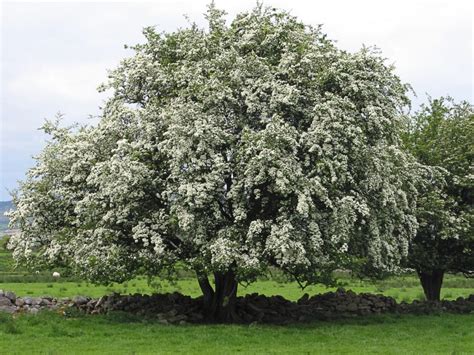 Hawthorn | How to Identify Hawthorn | A Guide from TCV