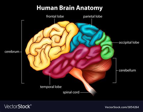 Human brain Royalty Free Vector Image - VectorStock