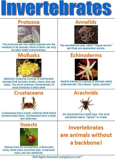 Invertebrates Diagram www.loving2learn.com #diagram #invertebrates # ...