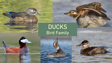 Ducks Identification - Tips, Pictures & Examples