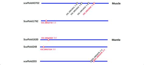 | The location schematic of the upregulated tyrosinase genes (red) and ...