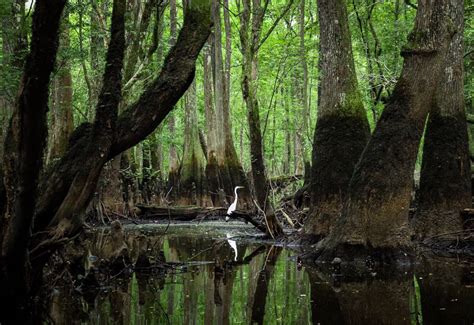 Switch car for kayak and see extraordinary Edisto River SC | Hilton ...