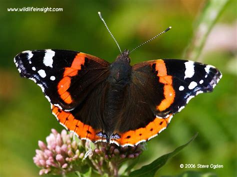 Red Admiral Butterfly and caterpillar (Vanessa atalanta) | Wildlife Insight