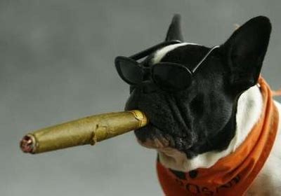 Cute Funny Animalz: Funny Animal Smoking Best New Pictures 2012