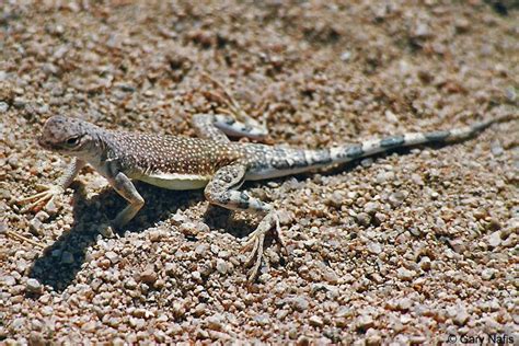 Western Zebra-tailed Lizard - Callisaurus draconoides rhodostictus