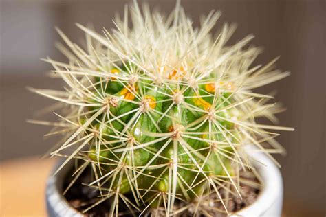 Golden barrel cactus - traxolerX