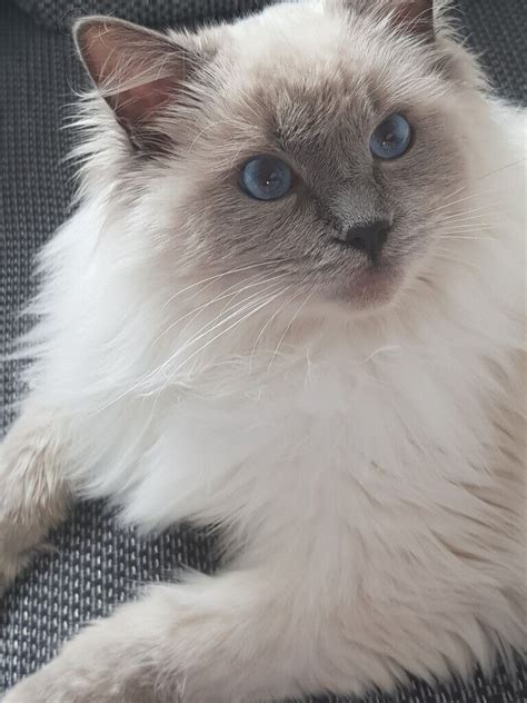 Pedigree Blue Colourpoint Ragdoll Cat | in Worcester Park, London | Gumtree