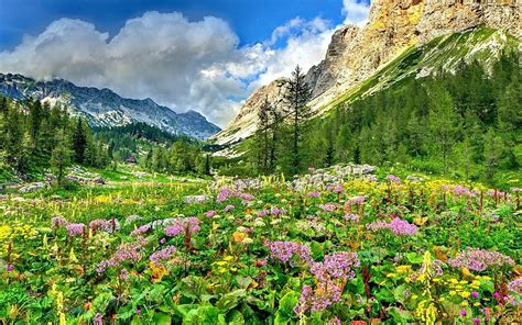 Landscape Nature Spring Flowers And Mountains Rocky Mountain Peaks ...