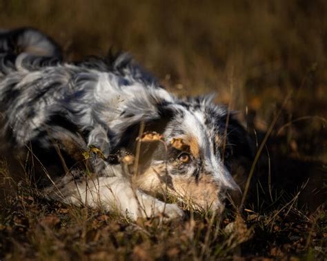 Premium Photo | Close up shot of a beautiful and cute lazy dog aussie ...