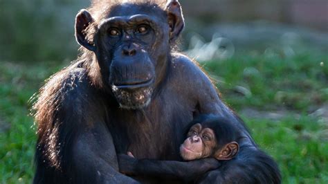 Baby chimpanzee born at Taronga Zoo | The Advertiser