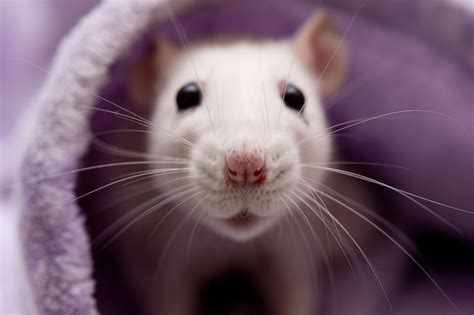 Pet Rat Breathing Problems - Diagnosis and Treatment