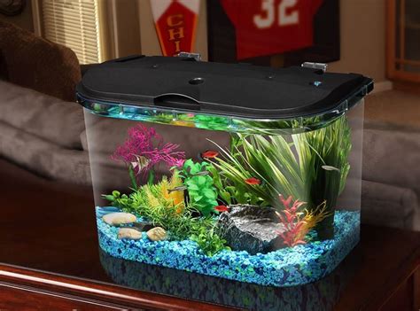 The Best Betta Fish Tanks to Buy in 2020 | SPY