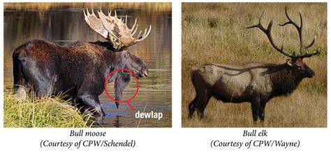 Moose vs. Elk