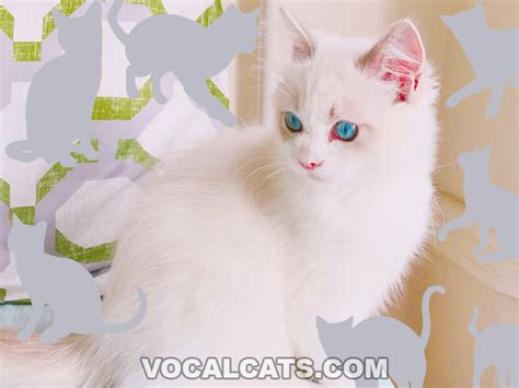 Blue Eyed White Ragdoll: Complete Guide - Vocal Cats