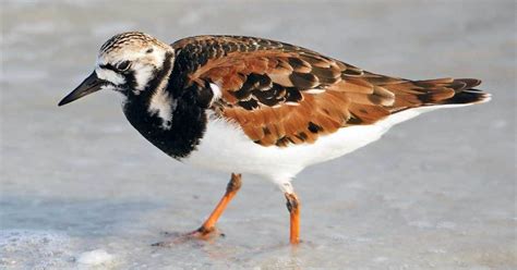 28 Interesting Fun Facts about Turnstone Bird Profile - BirdBaron