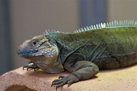 Iguana | San Diego Zoo Animals & Plants