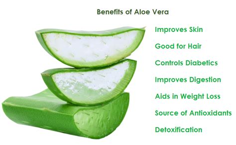 6 amazing Aloe Vera benefits for skin, Hair and Weight-Loss - Biotyful.net