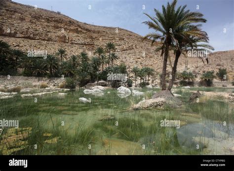 Arabian Desert Oasis