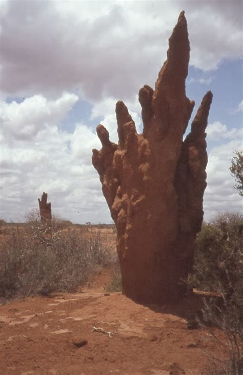 Amazing Animals Pictures: The Architecture of the Termites: The Mound ...