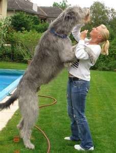 Irish Wolf hound! Do want | Big dog breeds, Irish wolfhound, Large dog ...