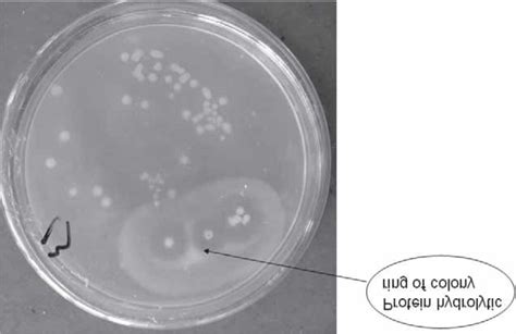 Colony morphology of B. cereus MBL13 strain, and the detection of ...