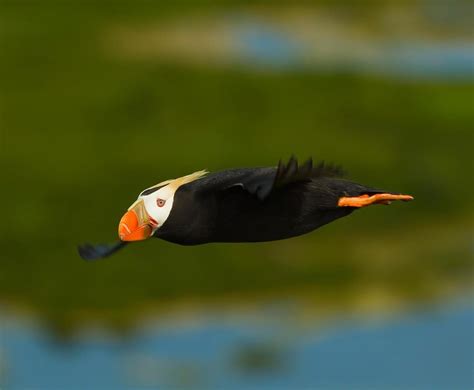 Tufted Puffin Winter Habitat Mapping — SeaDoc Society