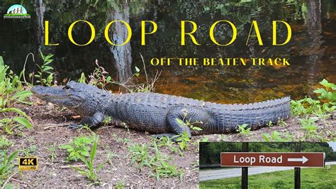 Exploring the Everglades: Loop Road's Gators - YouTube