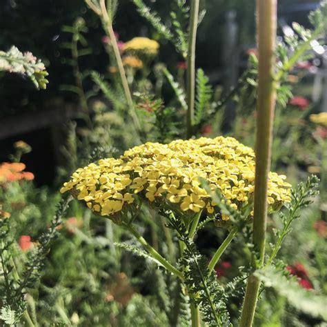 Achillea 'Credo' | Yellow House Heritage Perennials