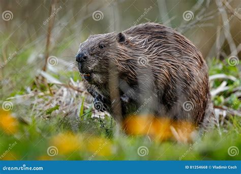 Wild European Beaver in the Beautiful Nature Habitat in Czech Republic ...