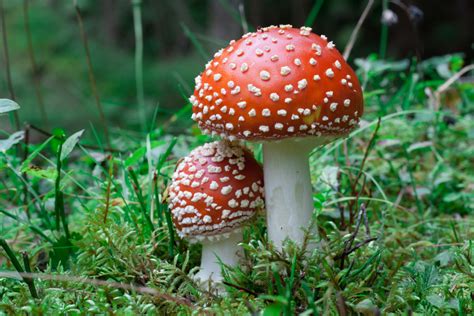 Woman Makes Adorable Garden Mushrooms Out of Walmart Plates - Dengarden ...