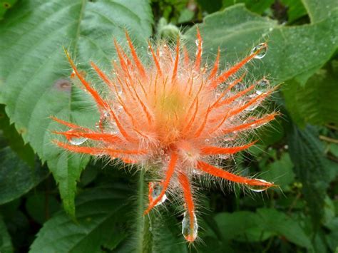 Gurania sp., Cucurbitaceae | Plants, Flowers, Photo