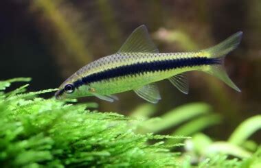 15 Best Algae Eaters for Freshwater Aquariums » Petsoid