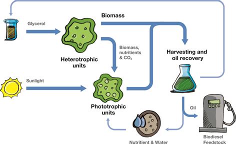 InteSusAl, sustainable microalgae biofuel production visible to the ...