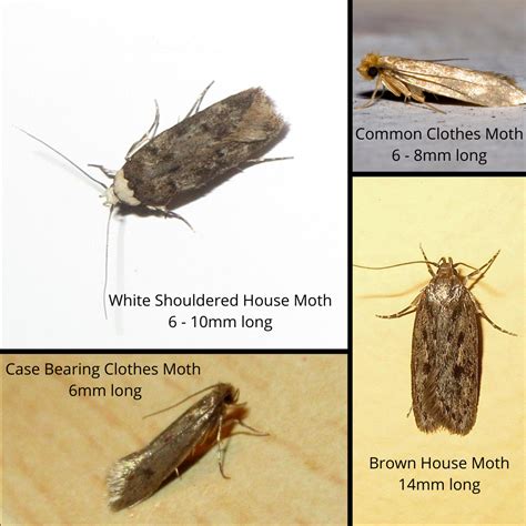 Moth Larvae Infestation