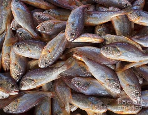 Small Edible Fish For Sale Photograph by Yali Shi