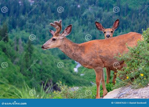 A Female Deer with a Curious Fawn in Glacier Nation Park Stock Image ...