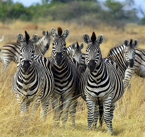 Are Zebras Endangered? Facts about the Population of Zebras