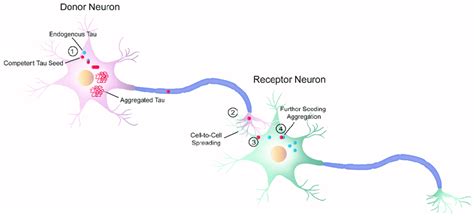 Schematic diagram of cell-to-cell progression of tau pathology. j The ...